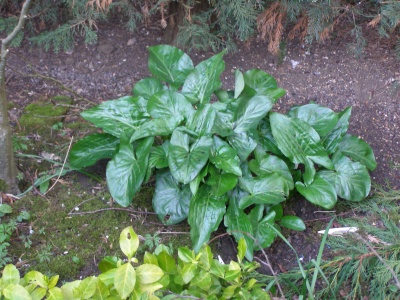 Arum Maculatum Forma Flavescens (Yellow Berry)